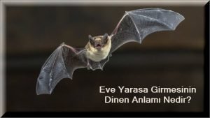 Eve Yarasa Girmesinin Dinen Anlami Nedir