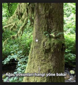 yosunlar neden kuzeyi gosterir