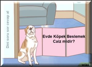 Evde Kopek Beslemek Caiz midir