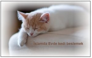 evde kedi beslemek sevap mi gunah mi dini soru sor