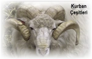 Kurban Cesitleri Diyanet