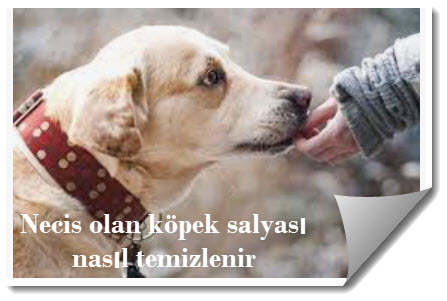 Necis olan kopek salyasi nasil temizlenir